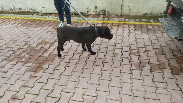 Gaziantep'teki Pitbull dehşetinde sıcak gelişme! Valilik duyurdu! Gözaltı sayısı arttı! 6