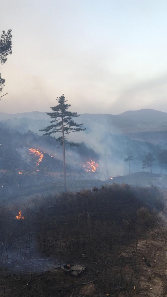 Çanakkale, Osmaniye, Bursa, Bilecik ve Muğla'da orman yangını 6