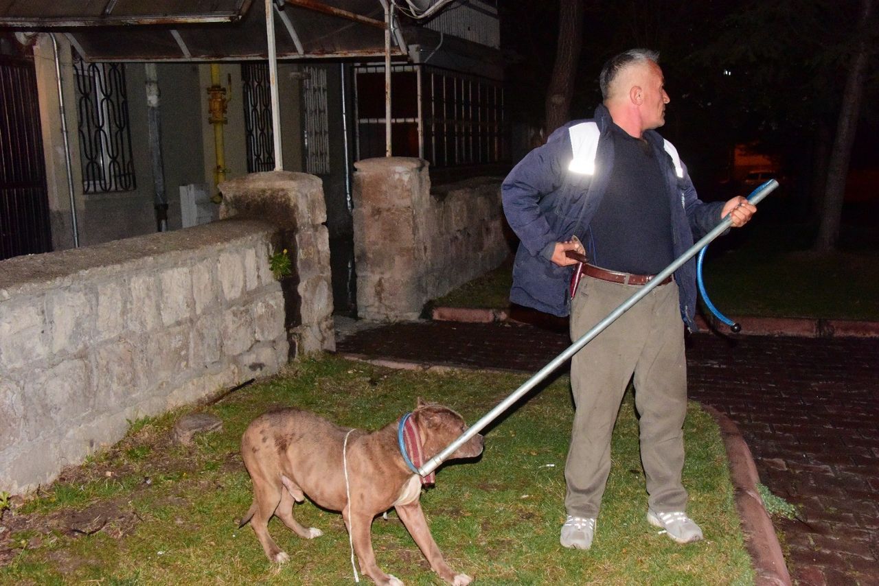 Başıboş gezen Pitbull, evcil köpekleri parçalayacaktı! 1