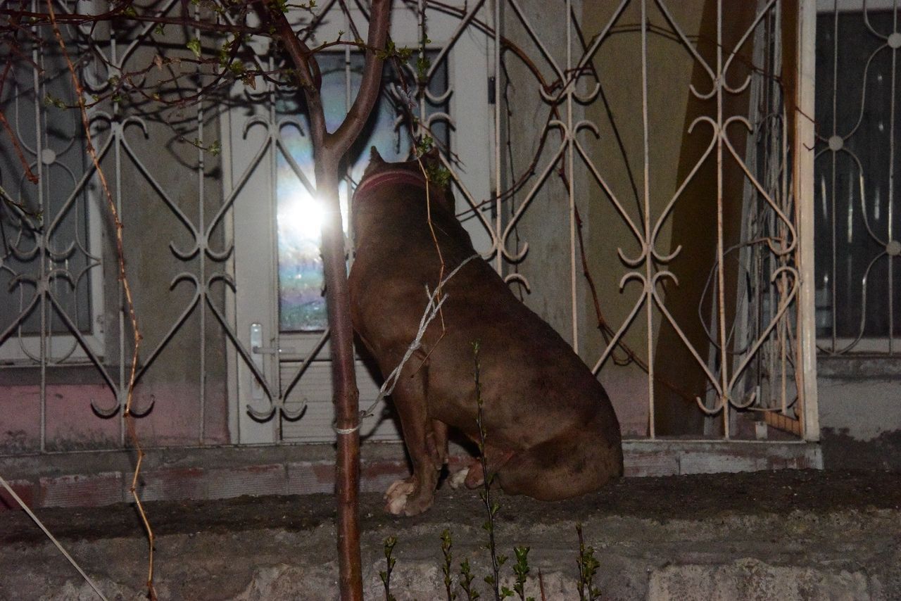 Başıboş gezen Pitbull, evcil köpekleri parçalayacaktı! 2