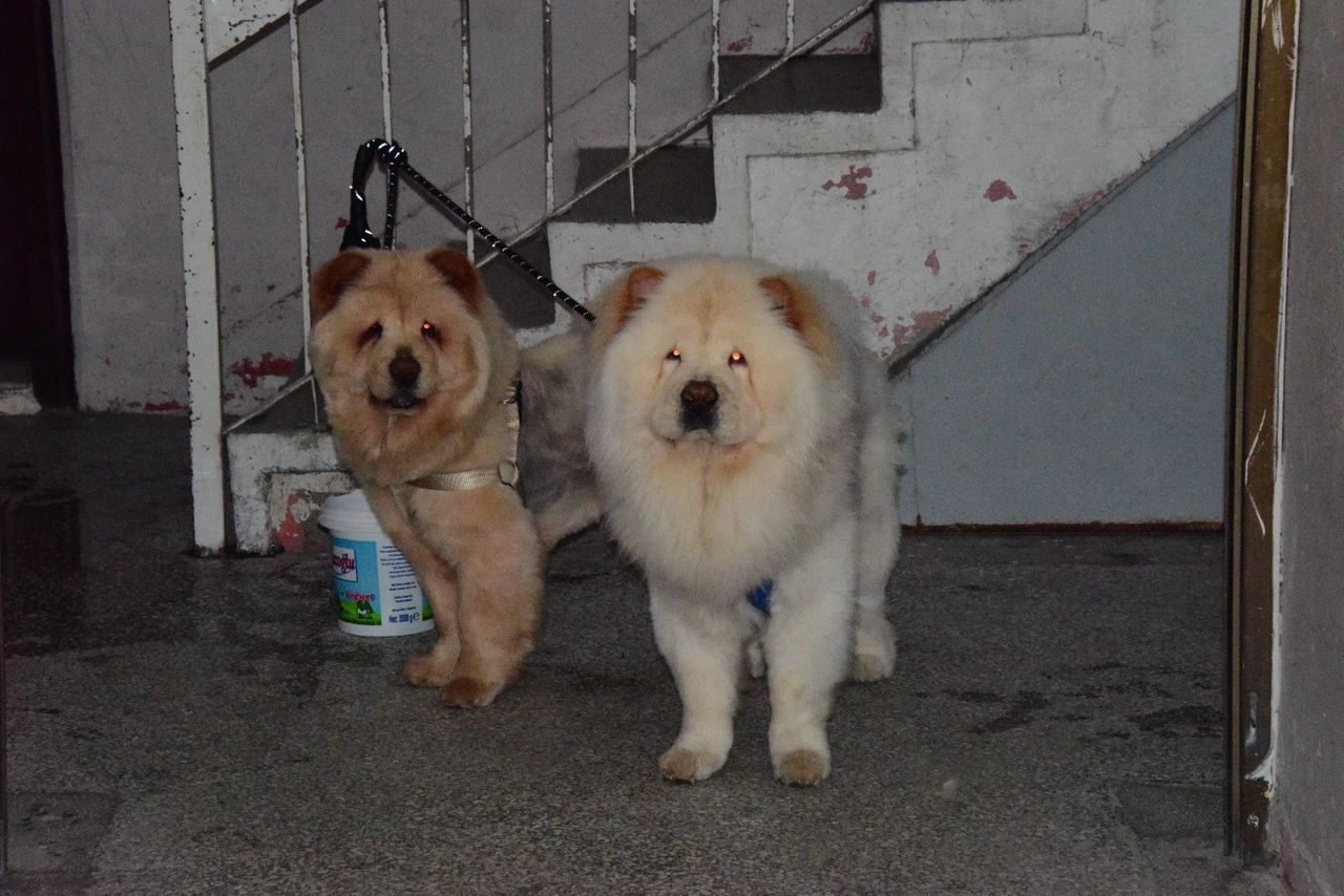 Başıboş gezen Pitbull, evcil köpekleri parçalayacaktı! 3