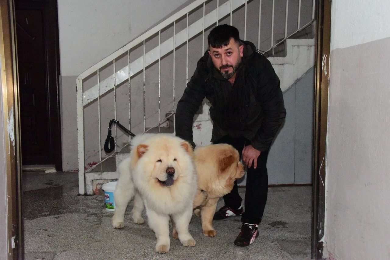 Başıboş gezen Pitbull, evcil köpekleri parçalayacaktı! 4