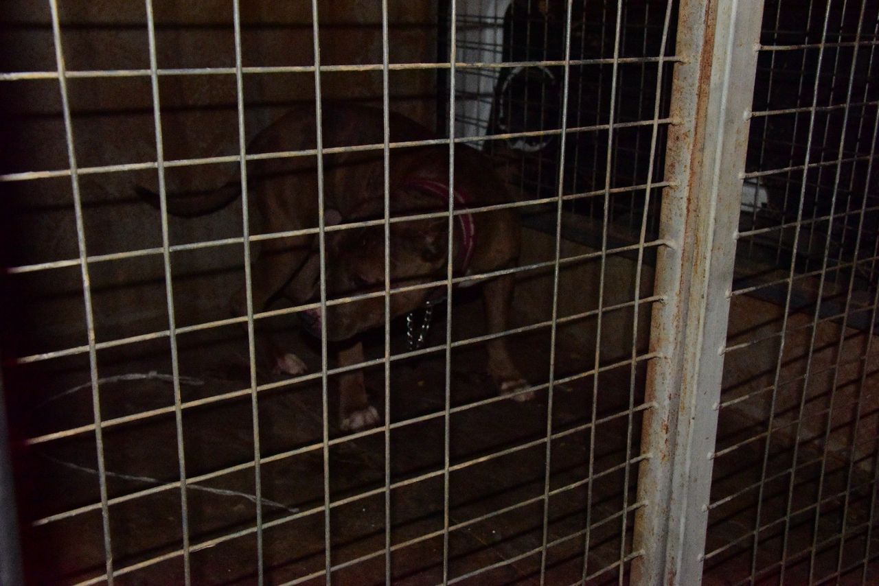 Başıboş gezen Pitbull, evcil köpekleri parçalayacaktı! 5