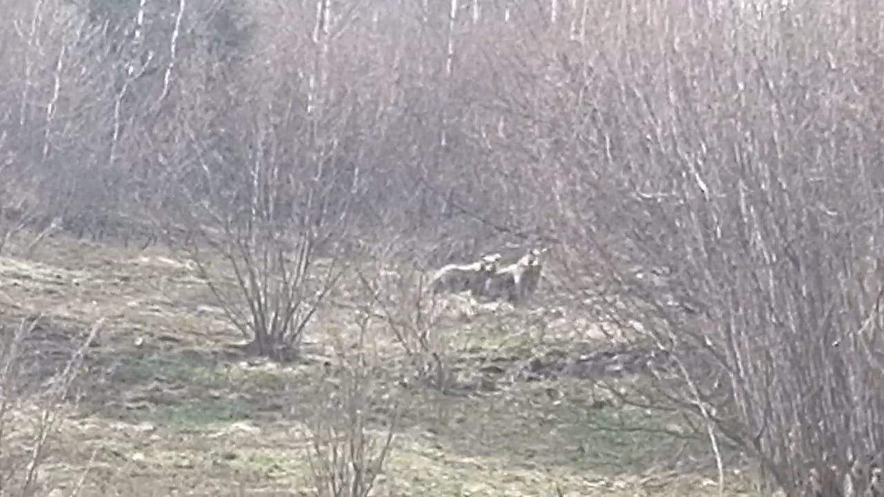 Aç kalan ayılar, yayladaki evleri talan etti 4
