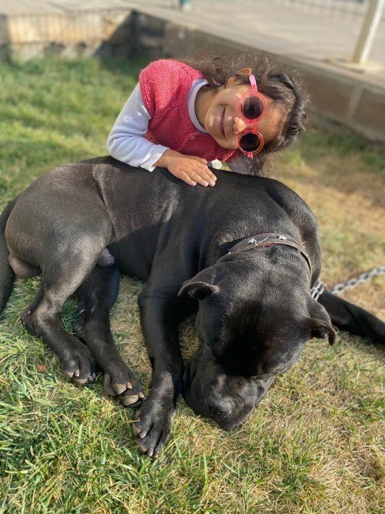 Minik Asiye’ye pitbull saldırısında flaş gelişme 6