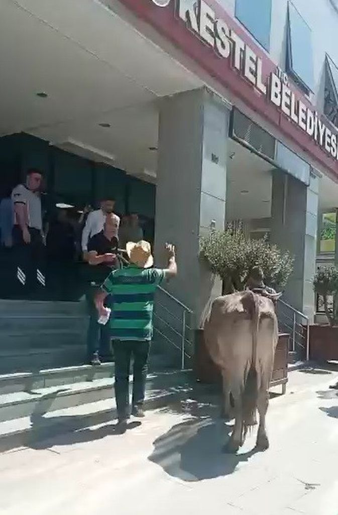 Ahırı yıkılan köylü inekleriyle belediyeyi bastı 3