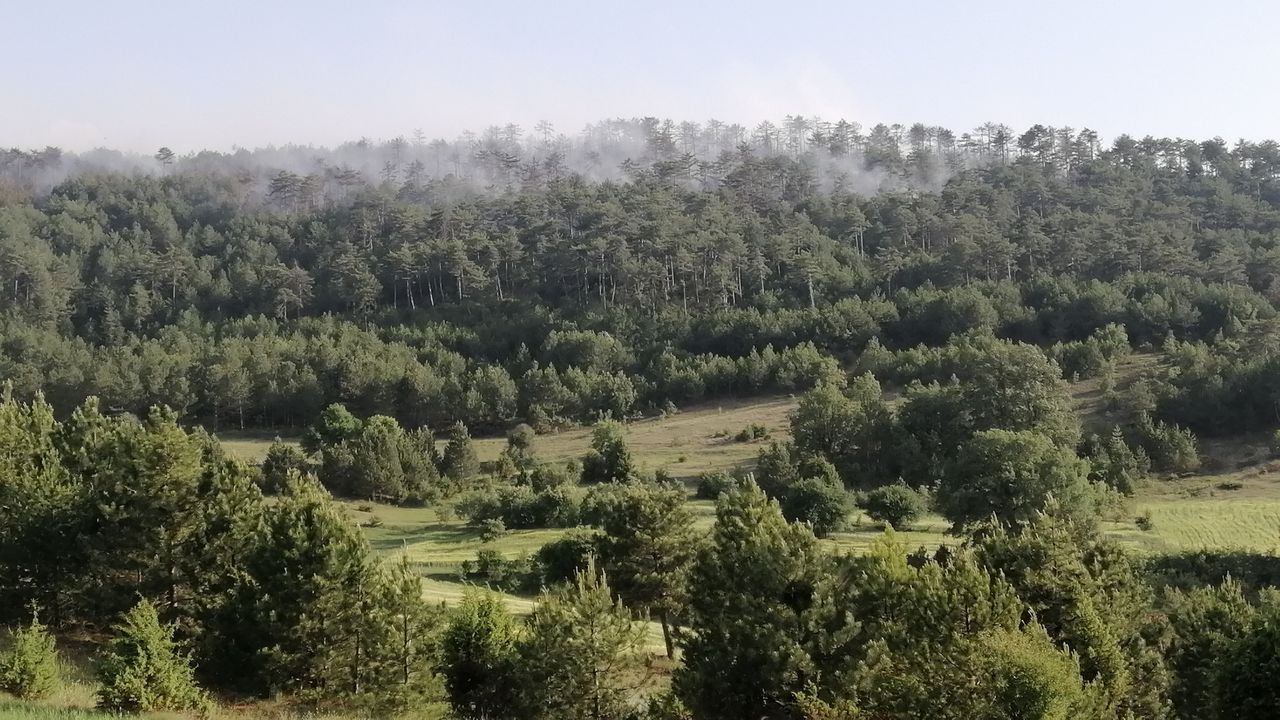 Bolu’daki orman yangını kontrol altında! 8 hektarlık çam zarar gördü 12