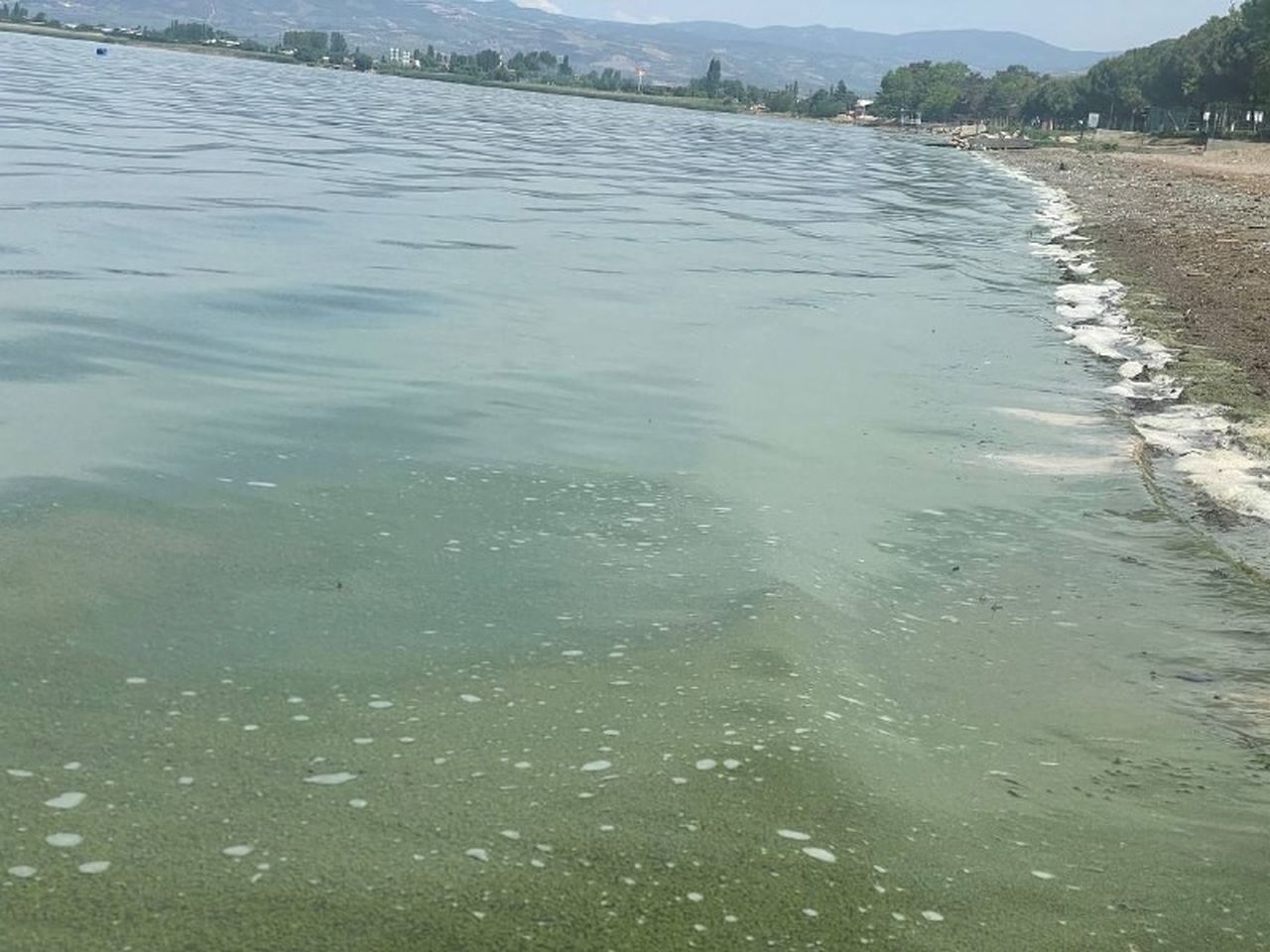 Türkiye'nin en büyüklerinden İznik Gölü'nde siyanobakteri istilası! Suya girmek yasaklandı 6