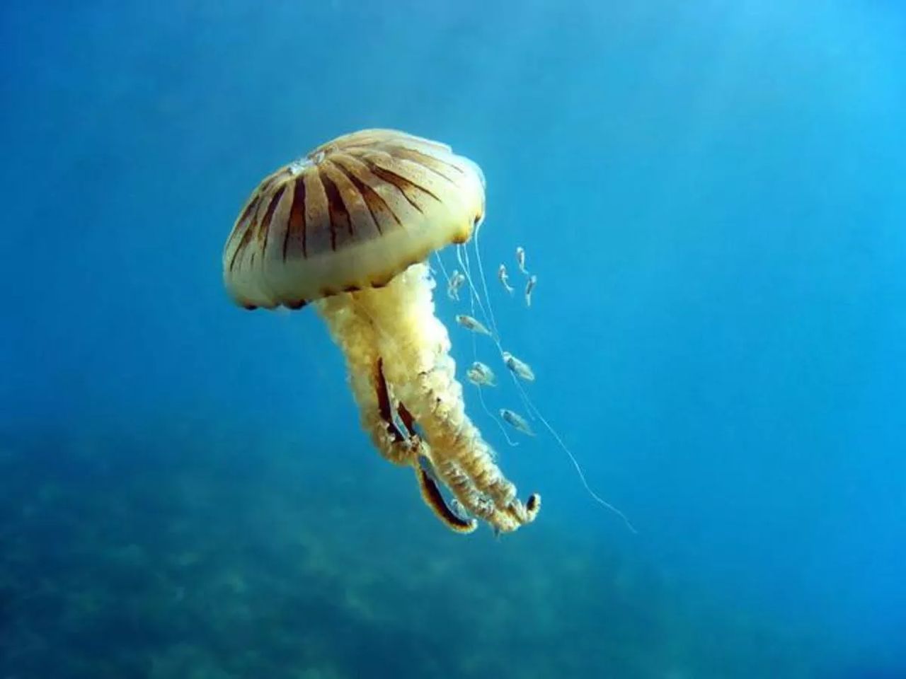 Yalova’da pusula denizanası alarmı! Temas ederseniz bunları mutlaka yapın 5