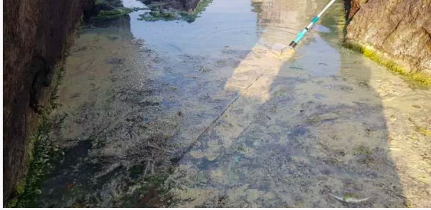 Karadeniz'deki renk değişiminin nedeni belli oldu 5