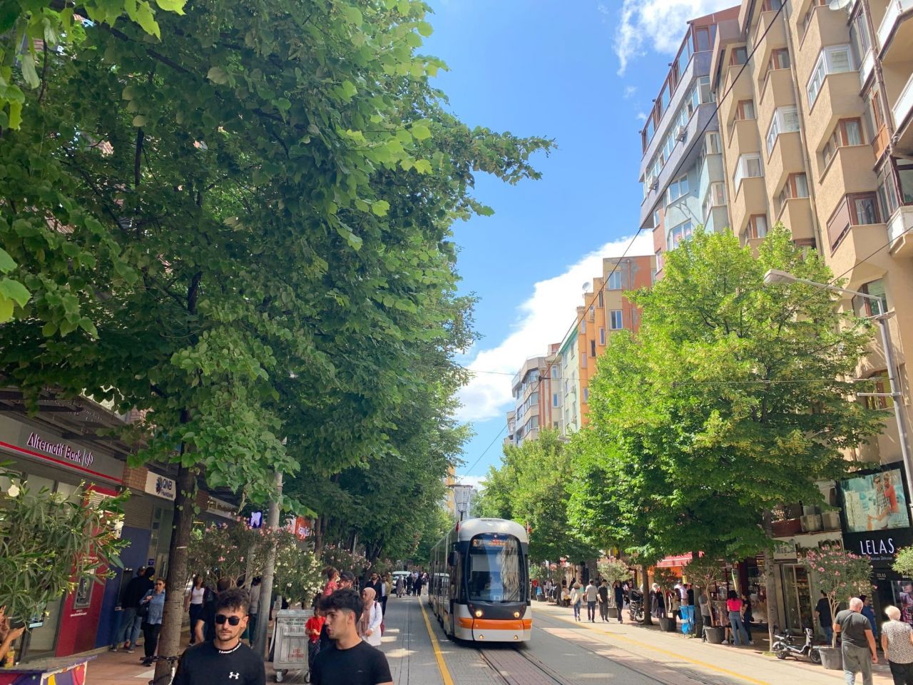 Eskişehir'i mest eden koku: Ihlamur Ağaçları 1