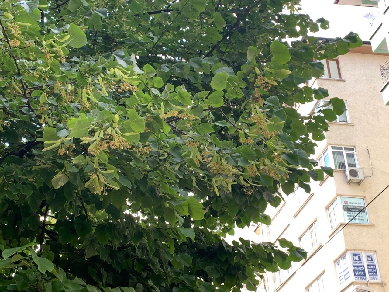 Eskişehir'i mest eden koku: Ihlamur Ağaçları 3