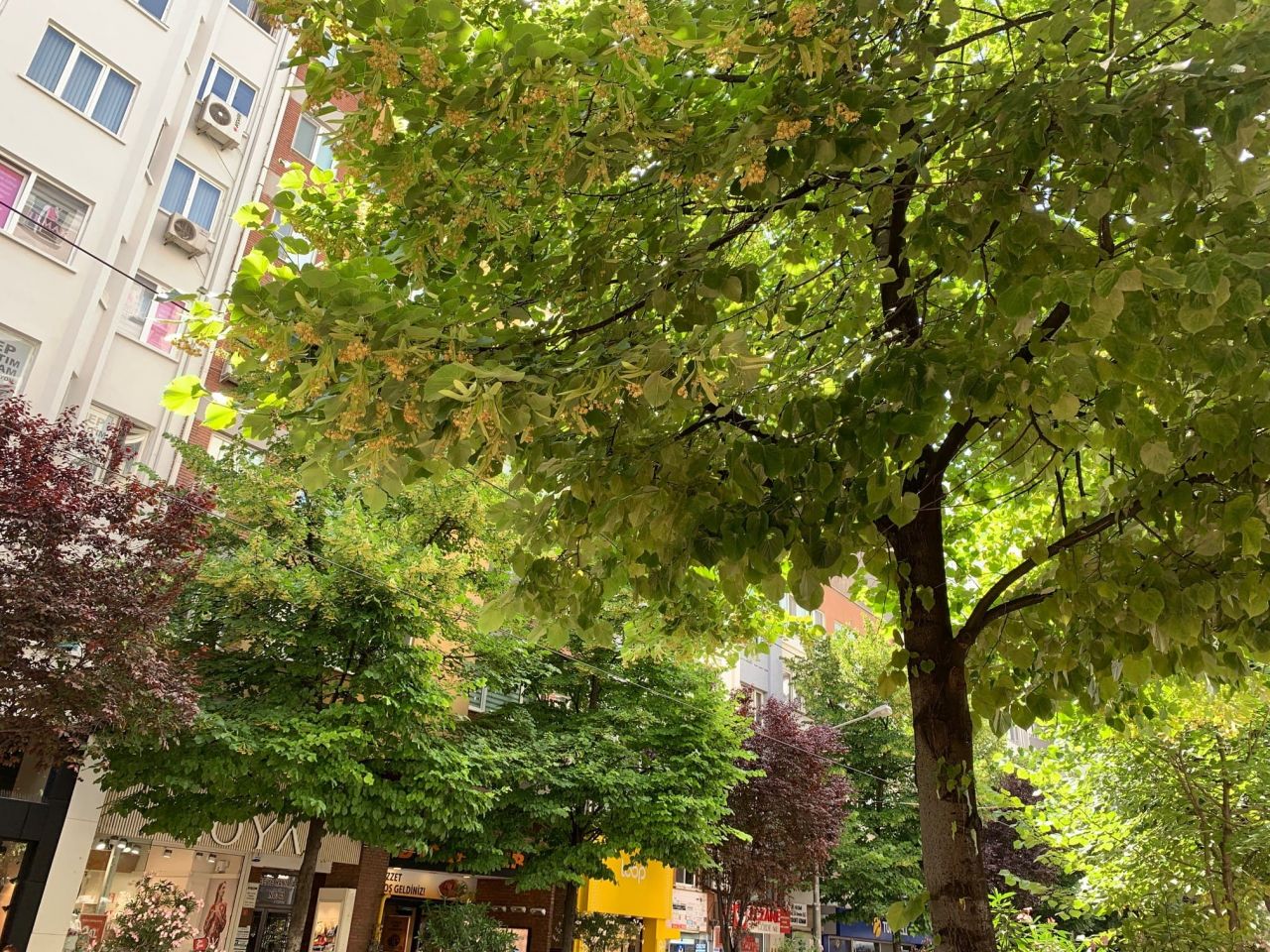 Eskişehir'i mest eden koku: Ihlamur Ağaçları 5
