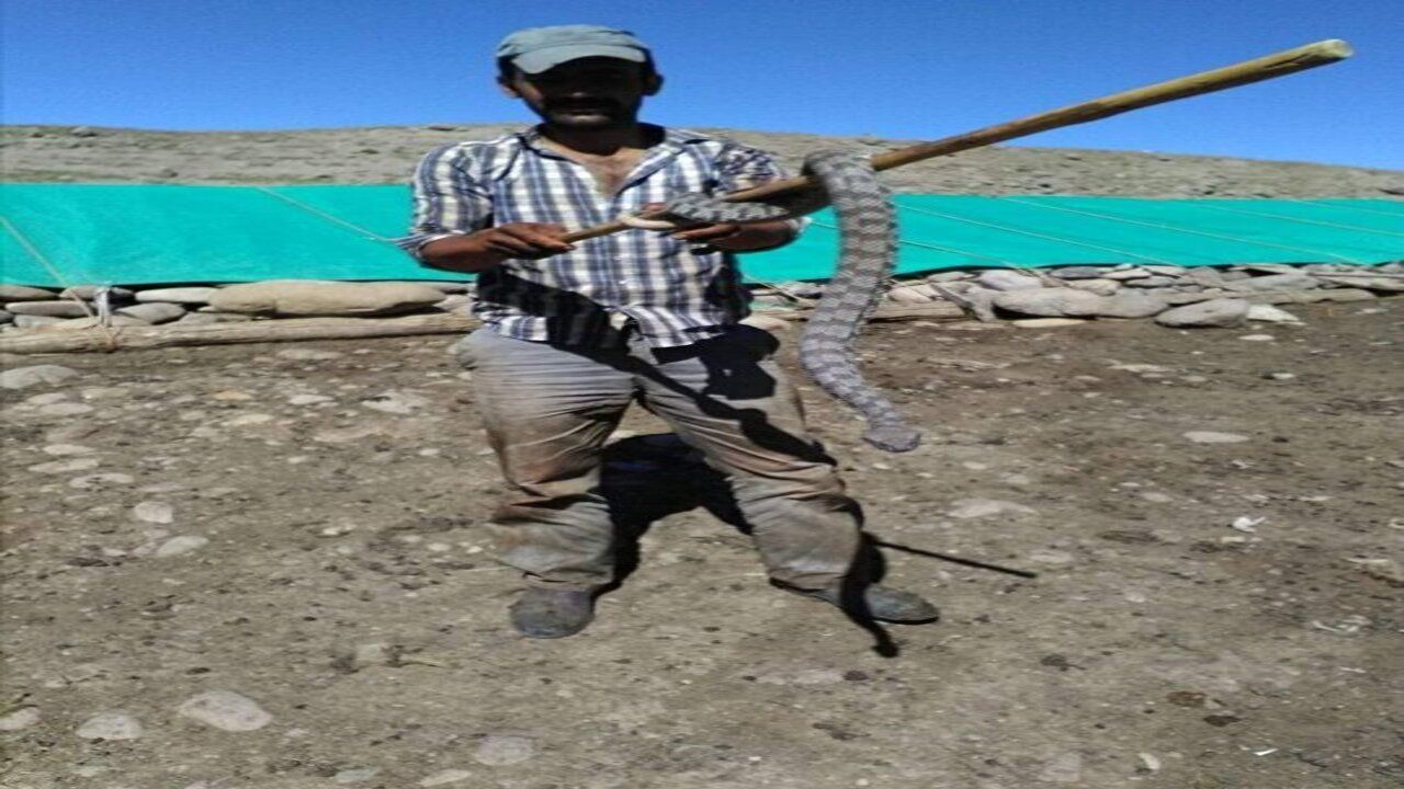 Kuzu ağılına giren engerek yılanı sürü sahibine korku dolu anlar yaşattı! 1