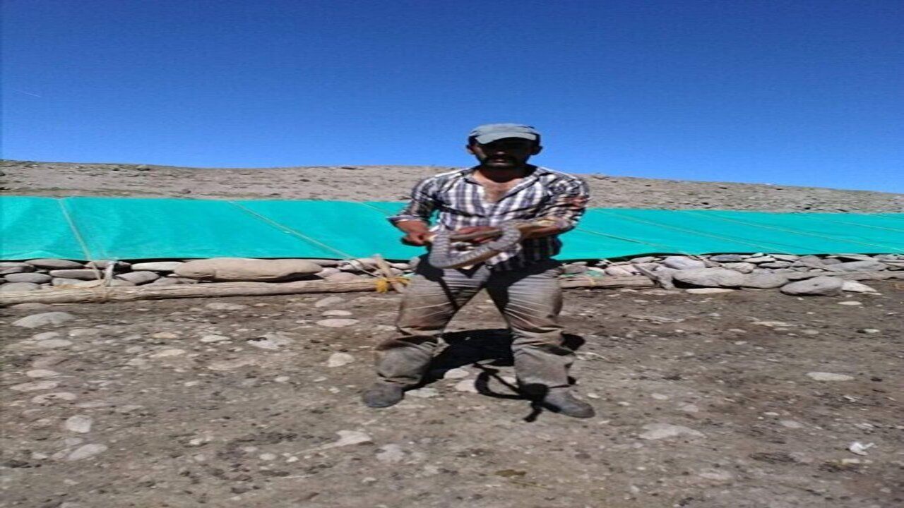 Kuzu ağılına giren engerek yılanı sürü sahibine korku dolu anlar yaşattı! 2
