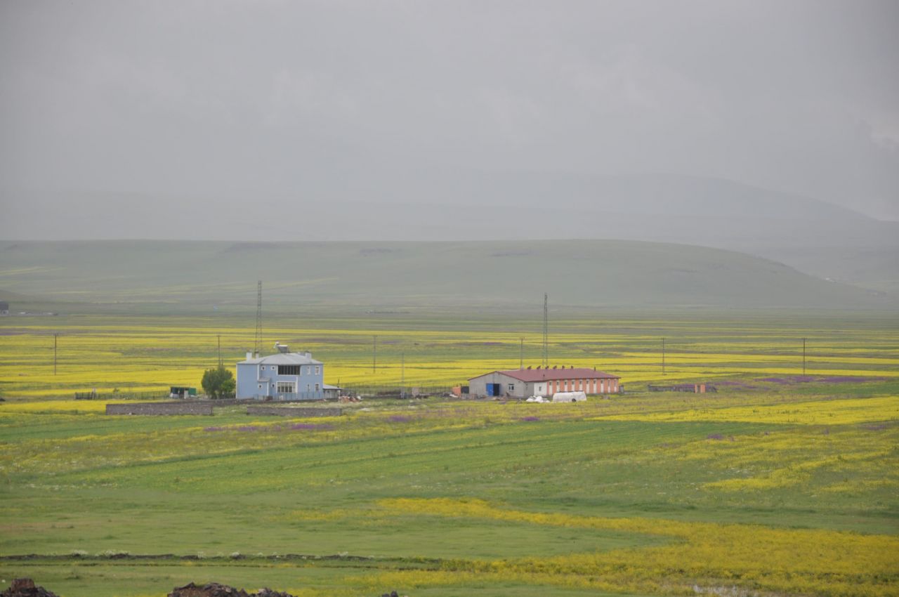 Kars'ta rengarenk açan çiçekler görenleri hayran bırakıyor 1