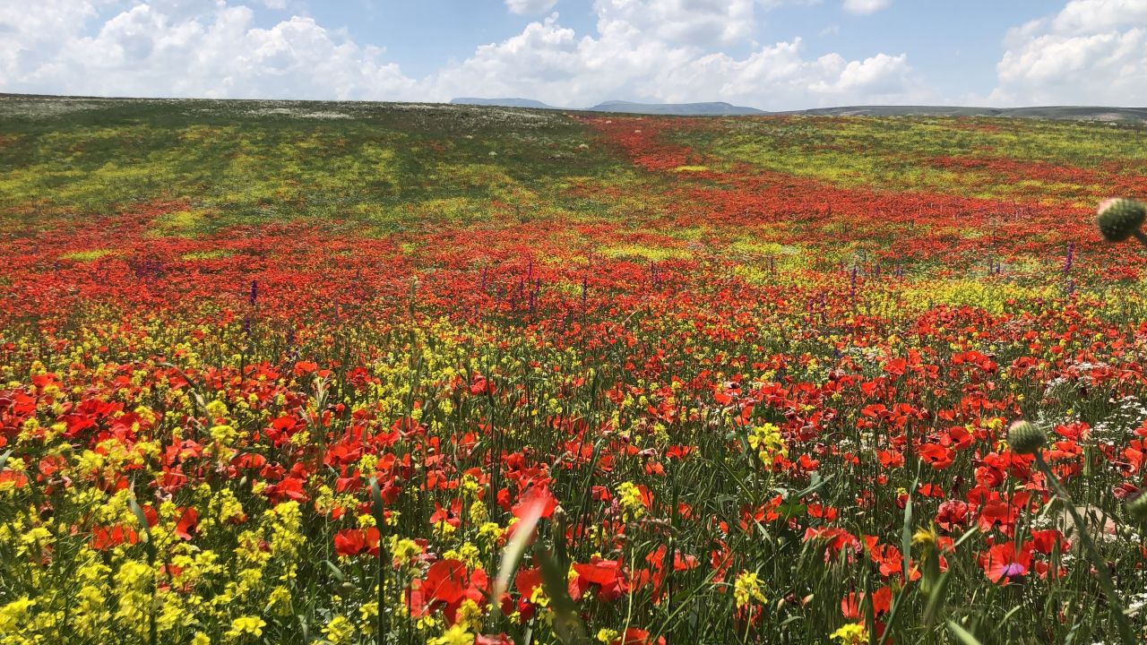 Kars'ta rengarenk açan çiçekler görenleri hayran bırakıyor 9