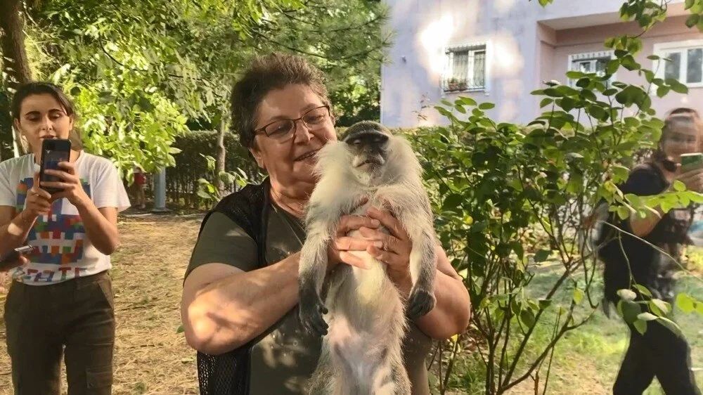 Bağcılar'da maymun şaşkınlığı: 'Gel kızım gel' diyerek muz uzattılar! 7