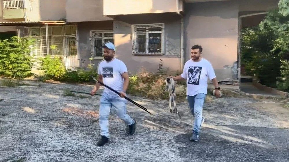 Bağcılar'da maymun şaşkınlığı: 'Gel kızım gel' diyerek muz uzattılar! 6