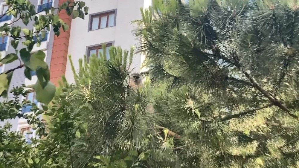 Bağcılar'da maymun şaşkınlığı: 'Gel kızım gel' diyerek muz uzattılar! 1