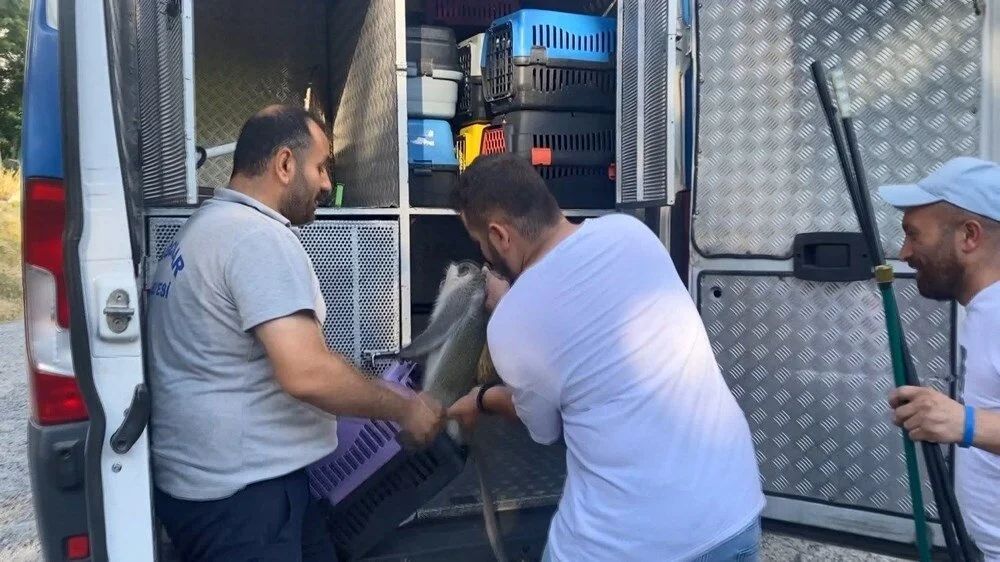 Bağcılar'da maymun şaşkınlığı: 'Gel kızım gel' diyerek muz uzattılar! 5