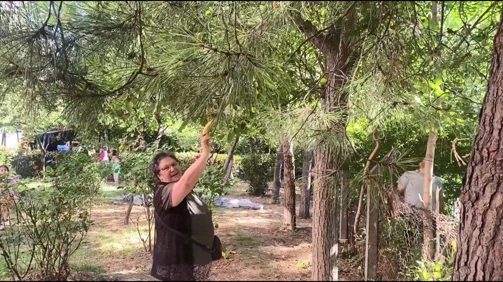 Bağcılar'da maymun şaşkınlığı: 'Gel kızım gel' diyerek muz uzattılar! 3