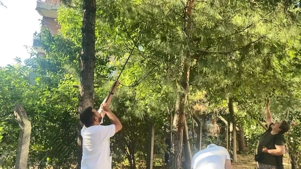 Bağcılar'da maymun şaşkınlığı: 'Gel kızım gel' diyerek muz uzattılar! 4