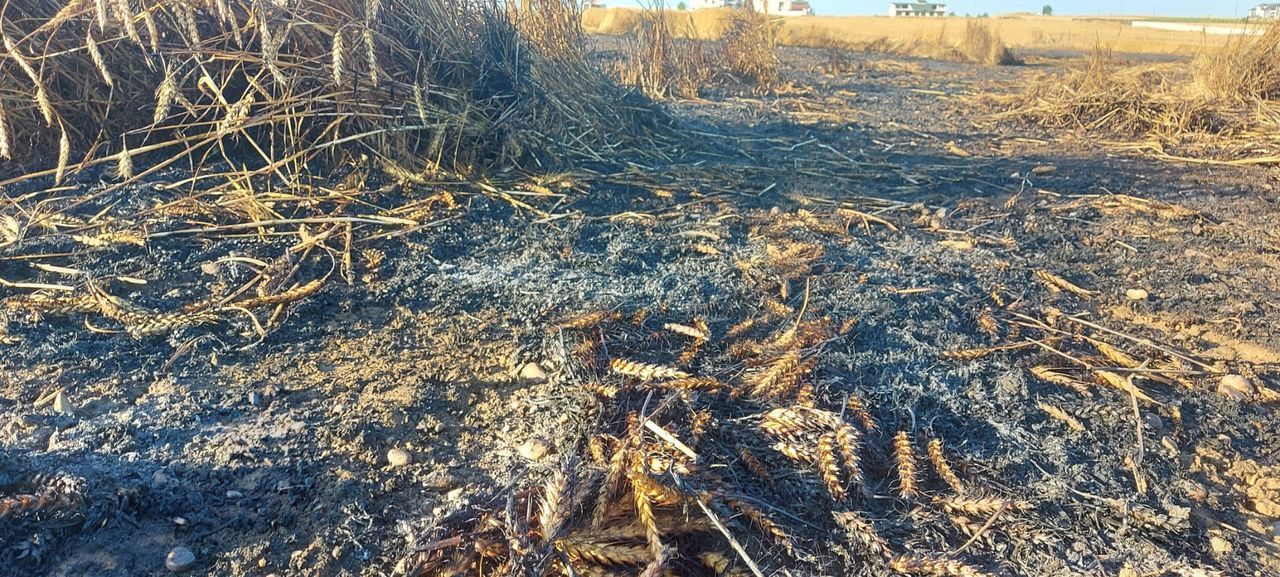 Silivri’de 150 dönümlük buğday tarlası alev alev yandı 1