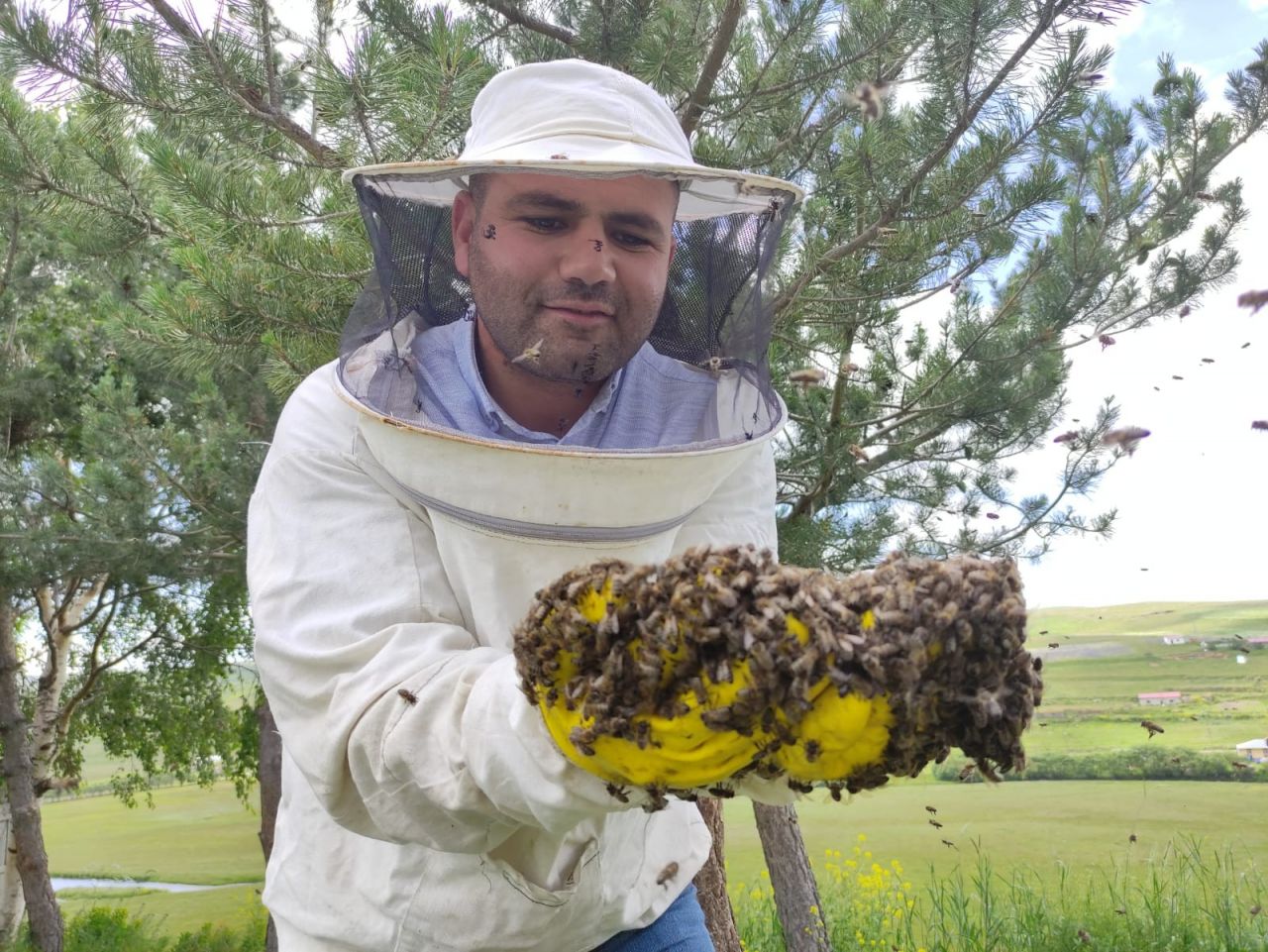 Arı kolonileri çam ağacını sardı 3