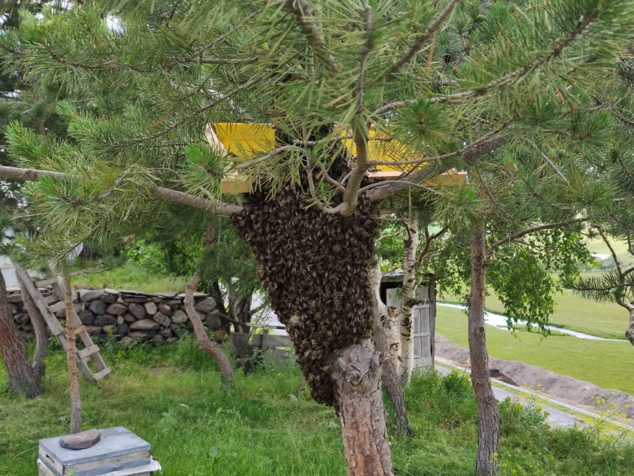 Arı kolonileri çam ağacını sardı 4