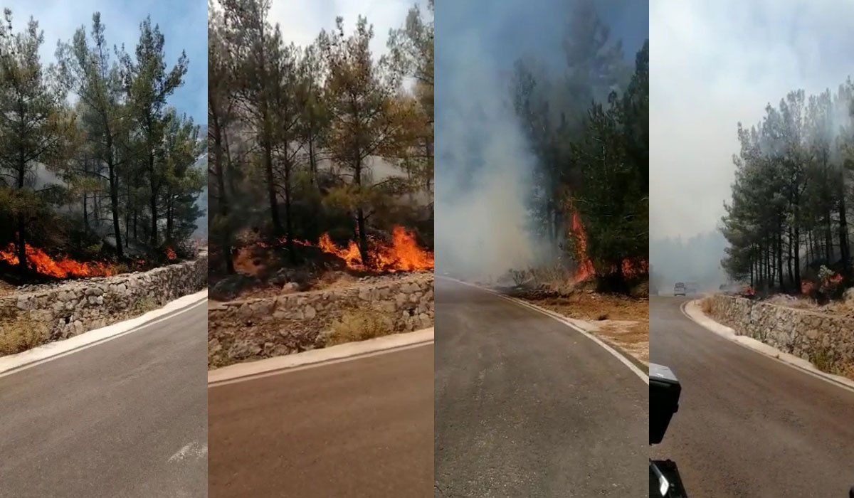 Datça'da orman yangını! Karayolu kapatıldı, evler tahliye edildi 8