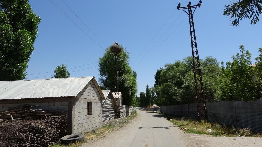 Muş Ovası’nın sevimli misafirleri leylekler, yavrularını uzun göçe hazırlıyor 5