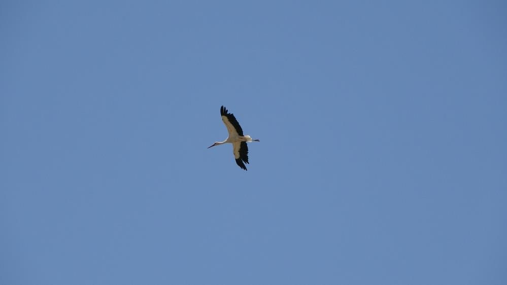 Muş Ovası’nın sevimli misafirleri leylekler, yavrularını uzun göçe hazırlıyor 9
