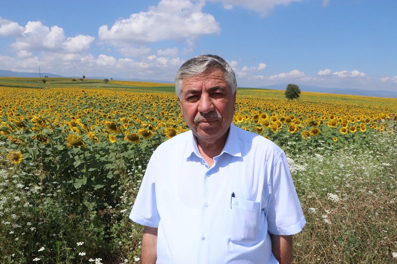 Çiftçiler dört gözle 90 bin dekar alanı sarıya boyayan ayçiçeği fiyatlarının açıklanmasını bekliyor 2