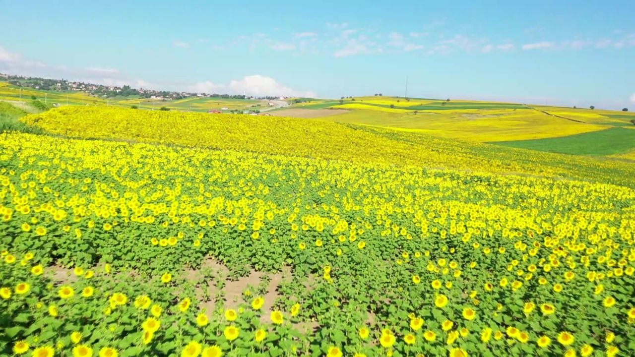 Çiftçiler dört gözle 90 bin dekar alanı sarıya boyayan ayçiçeği fiyatlarının açıklanmasını bekliyor 3