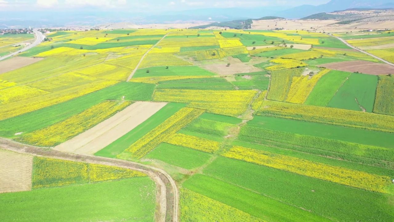 Çiftçiler dört gözle 90 bin dekar alanı sarıya boyayan ayçiçeği fiyatlarının açıklanmasını bekliyor 4