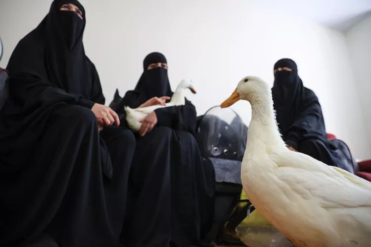 'Suriyeli aile kaz çalıyor' provokasyonu ellerinde patladı: Kadınlar ilk kez konuştu! "Komşular rahatsız olmasın diye..." 6
