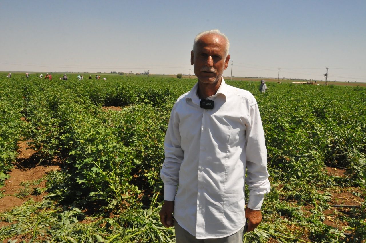 Mardin’de iki kuzen, okul harçlığını çıkarmak için 45 derece sıcaklıkta çapa yapıyor 4