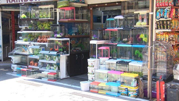 'Petshoplar kasaplar odasına bağlandı' tartışması hakkında flaş açıklama: Yanlış anlaşıldı! 4