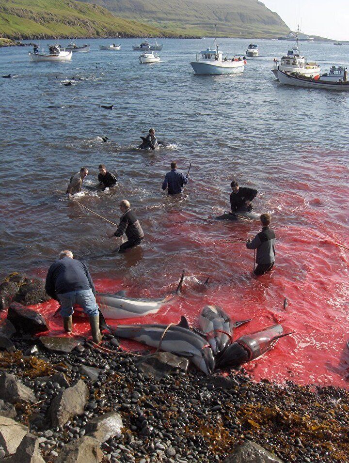 Festival değil katliam: Faroe Adaları'nda gelenek adı altında yunuslar katledildi! 2