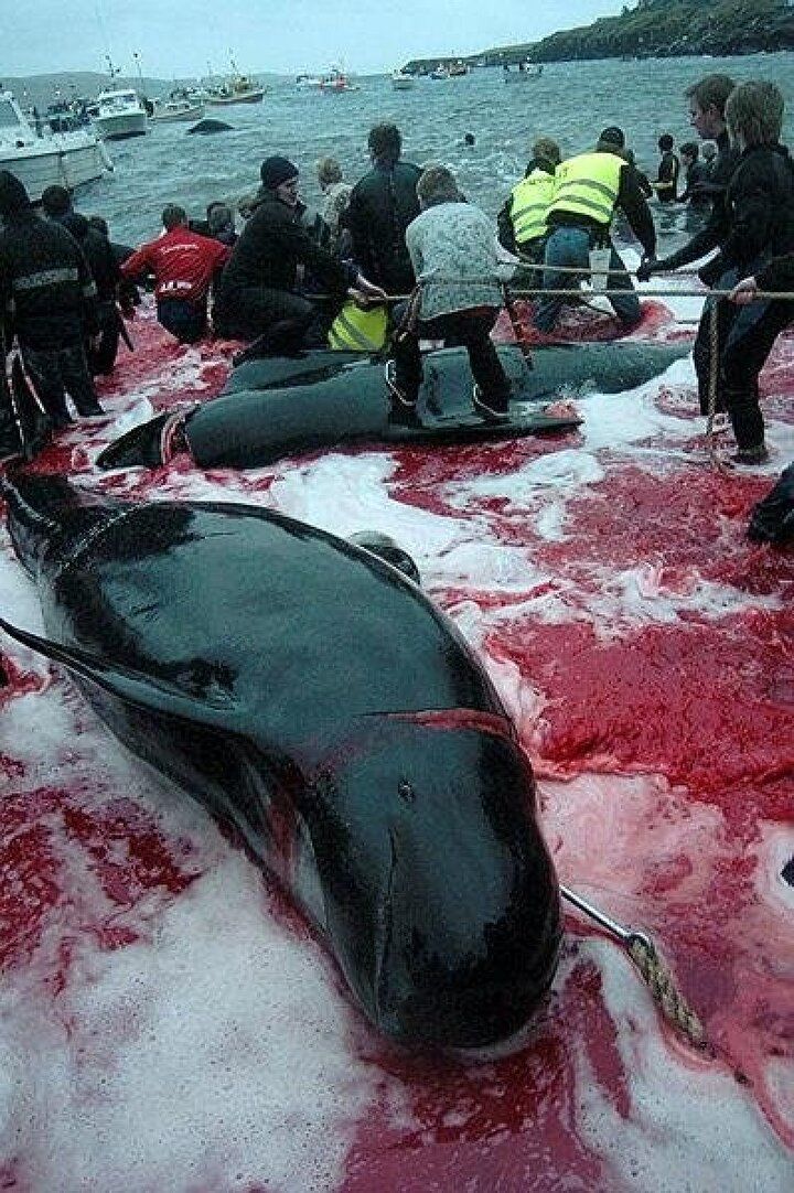 Festival değil katliam: Faroe Adaları'nda gelenek adı altında yunuslar katledildi! 5