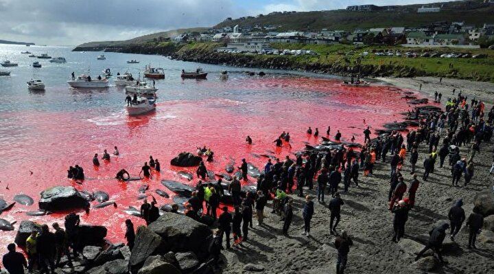 Festival değil katliam: Faroe Adaları'nda gelenek adı altında yunuslar katledildi! 1