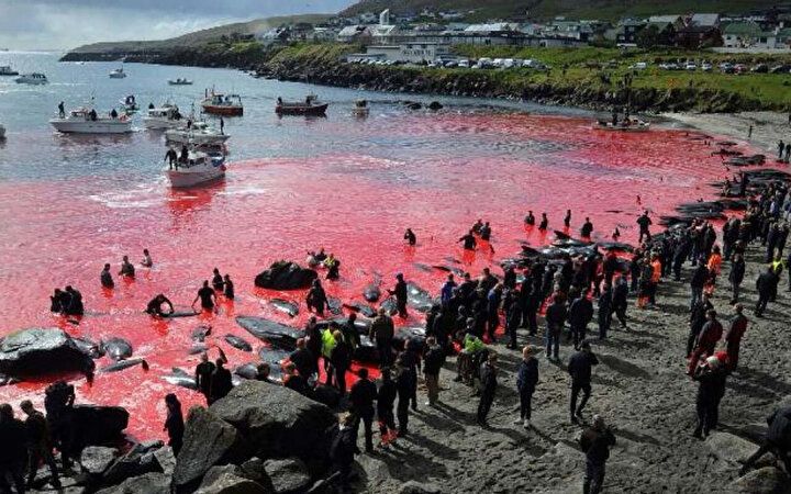 Festival değil katliam: Faroe Adaları'nda gelenek adı altında yunuslar katledildi! 7
