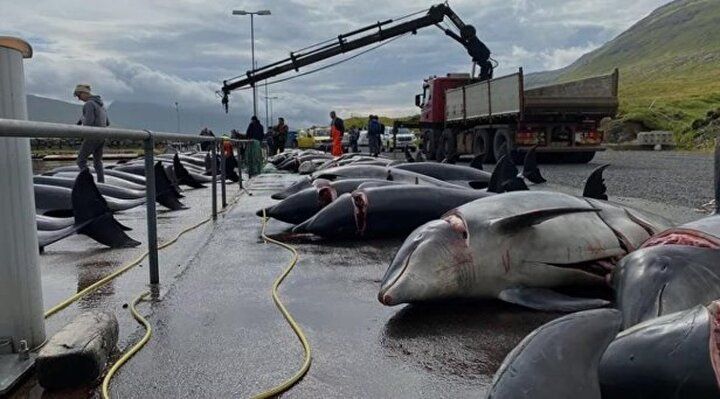 Festival değil katliam: Faroe Adaları'nda gelenek adı altında yunuslar katledildi! 6