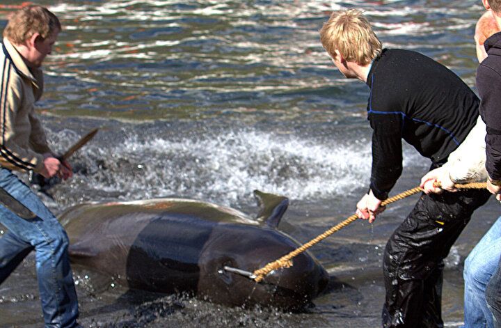 Festival değil katliam: Faroe Adaları'nda gelenek adı altında yunuslar katledildi! 4