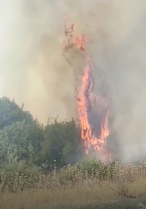 Örtü yangınında arı kovanları ve ağaçlar küle döndü 1