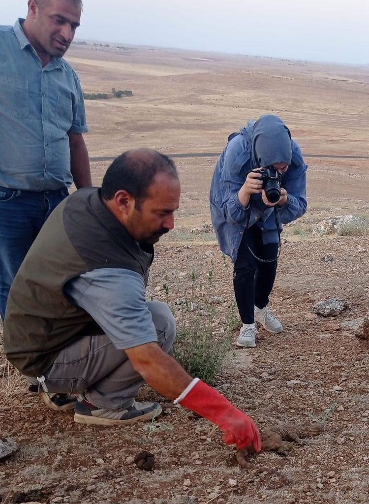 Şanlıurfa'da sarnıca düşen çöl varanı böyle kurtarıldı 4