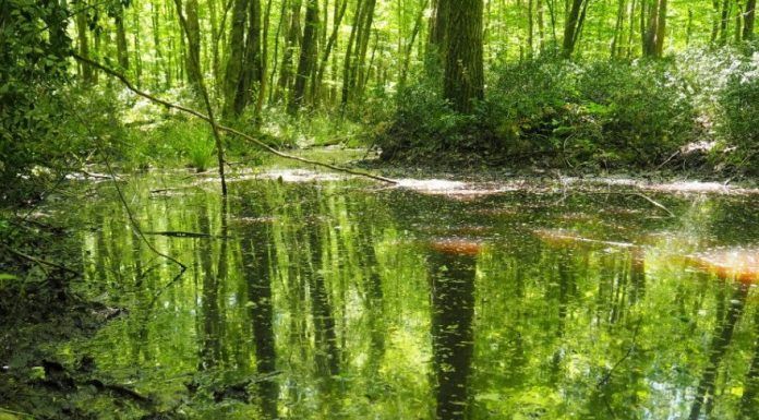 Longoz ormanları, Istranca Dağları ve yöresel lezzetleri ile Kırklareli’ni gezdiren liste 20