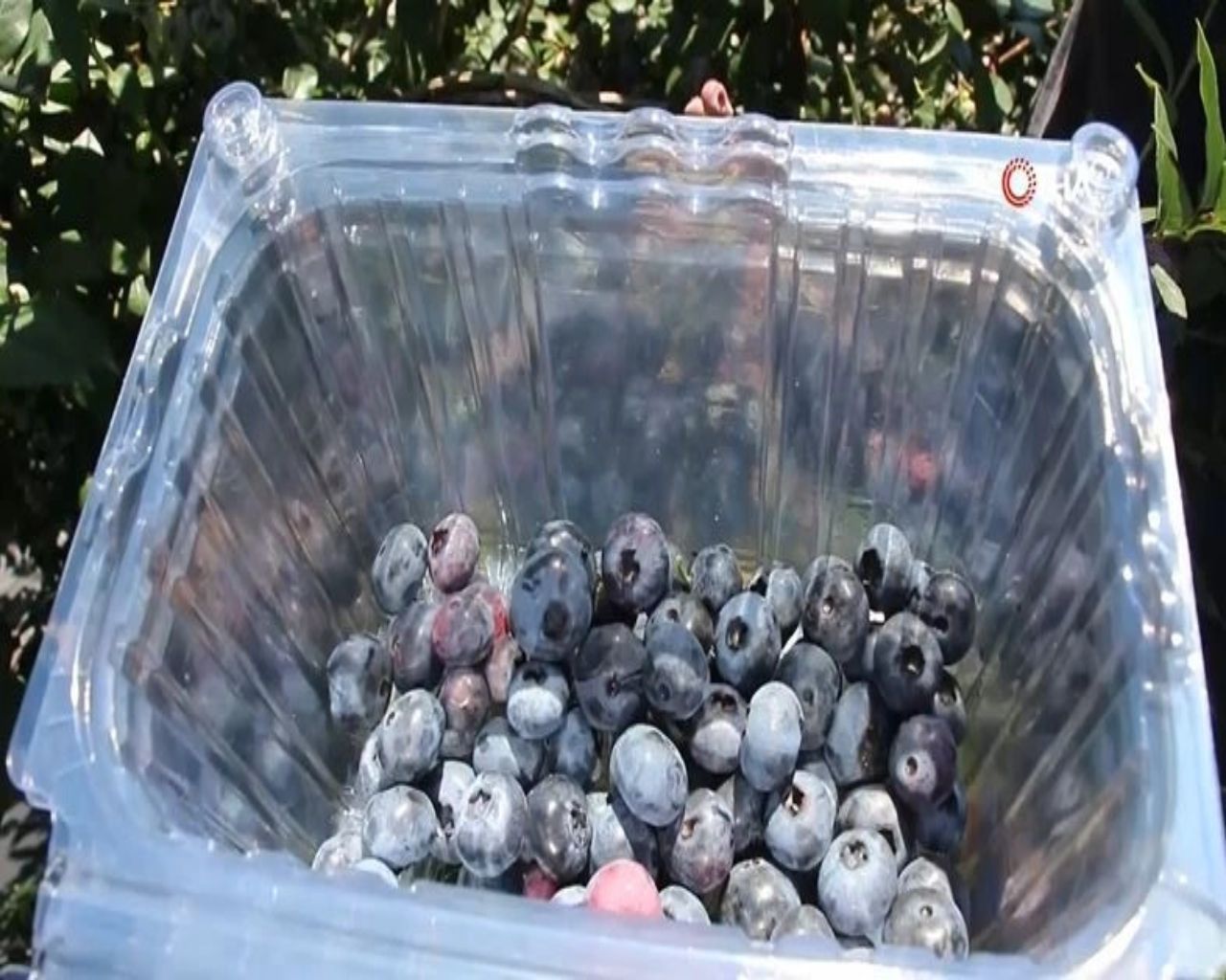 İnternette kilosu 150 TL'den satılıyor, yılda 300 bin TL kazandırıyor! Üreticisi paraya para demiyor 9