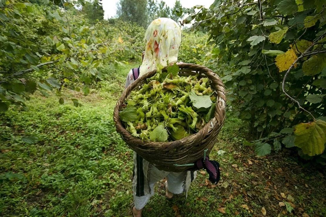 Yemyeşil yaylaları, fındığı ve meşhur yemekleriyle Karadeniz kenti Ordu’nun seyahat rehberi 2